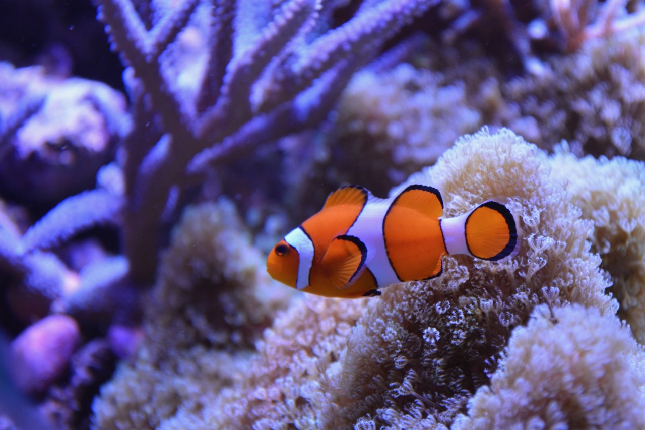 Marine Aquarium