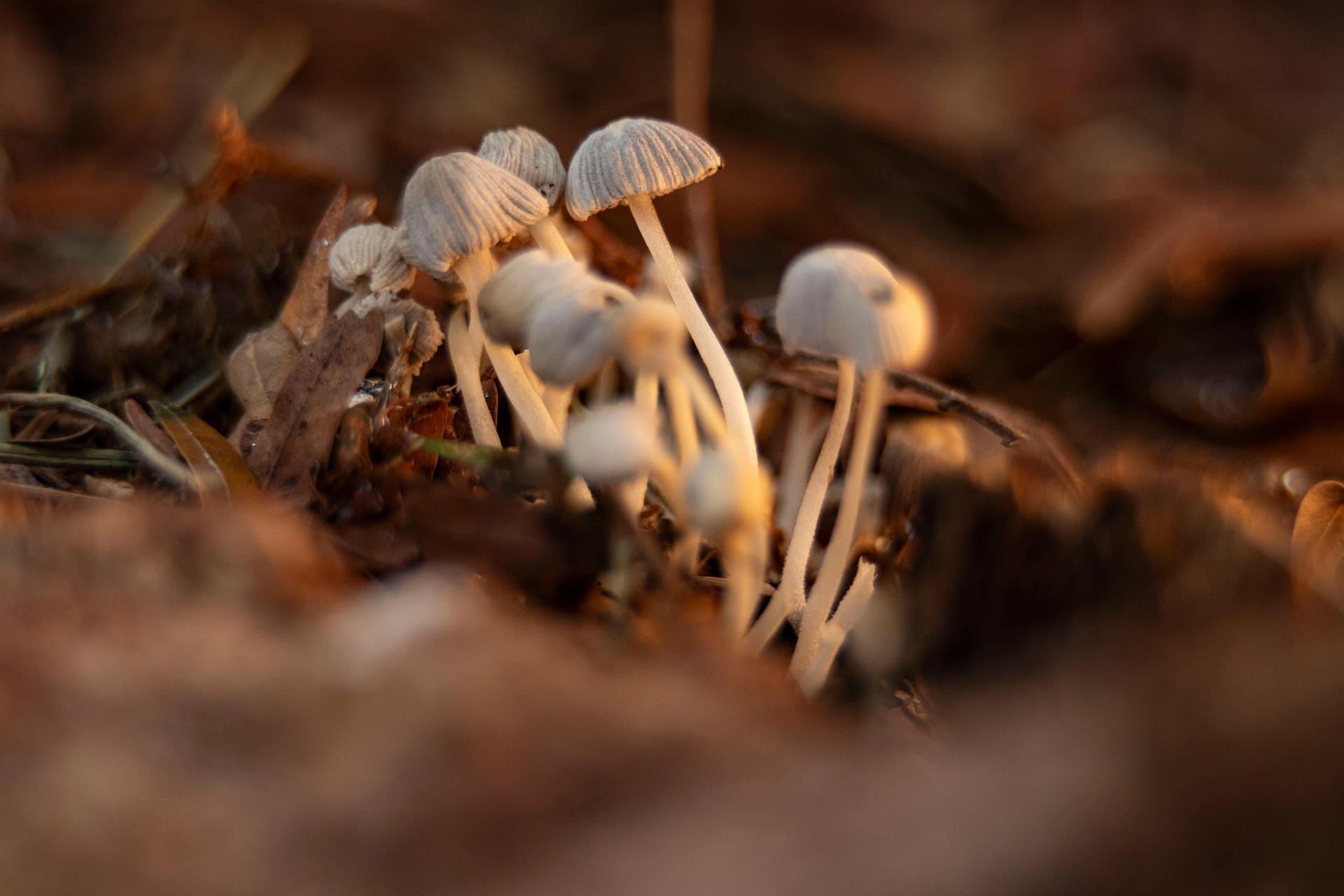 Soil and Microbes