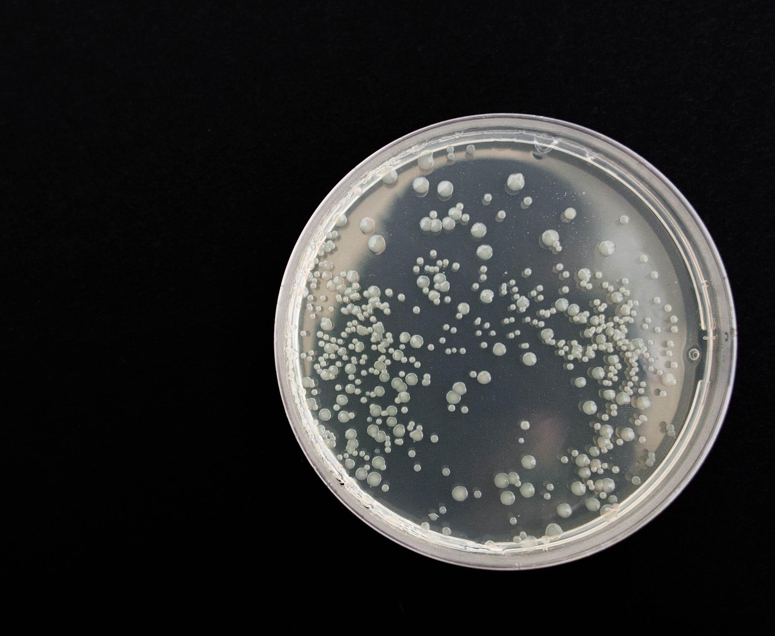 Aquaculture Microbiology