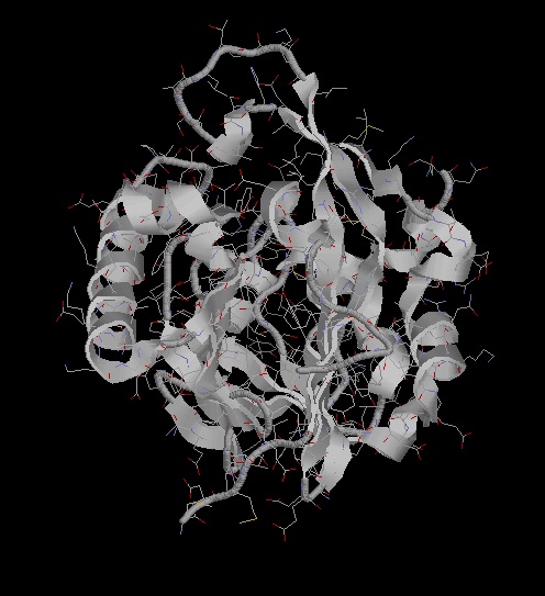 Enzyme Protein Structure