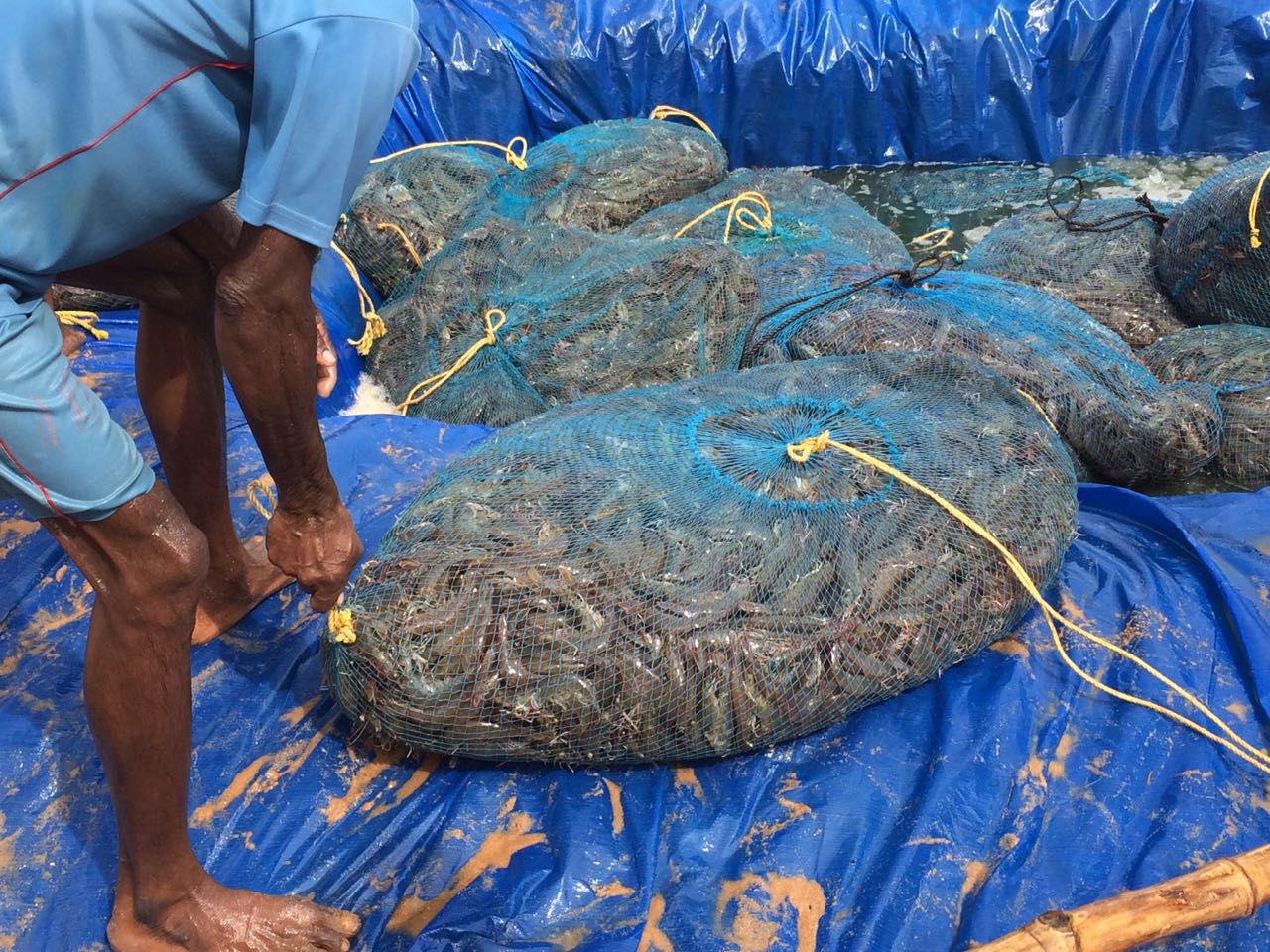 Harvesting Shrimp