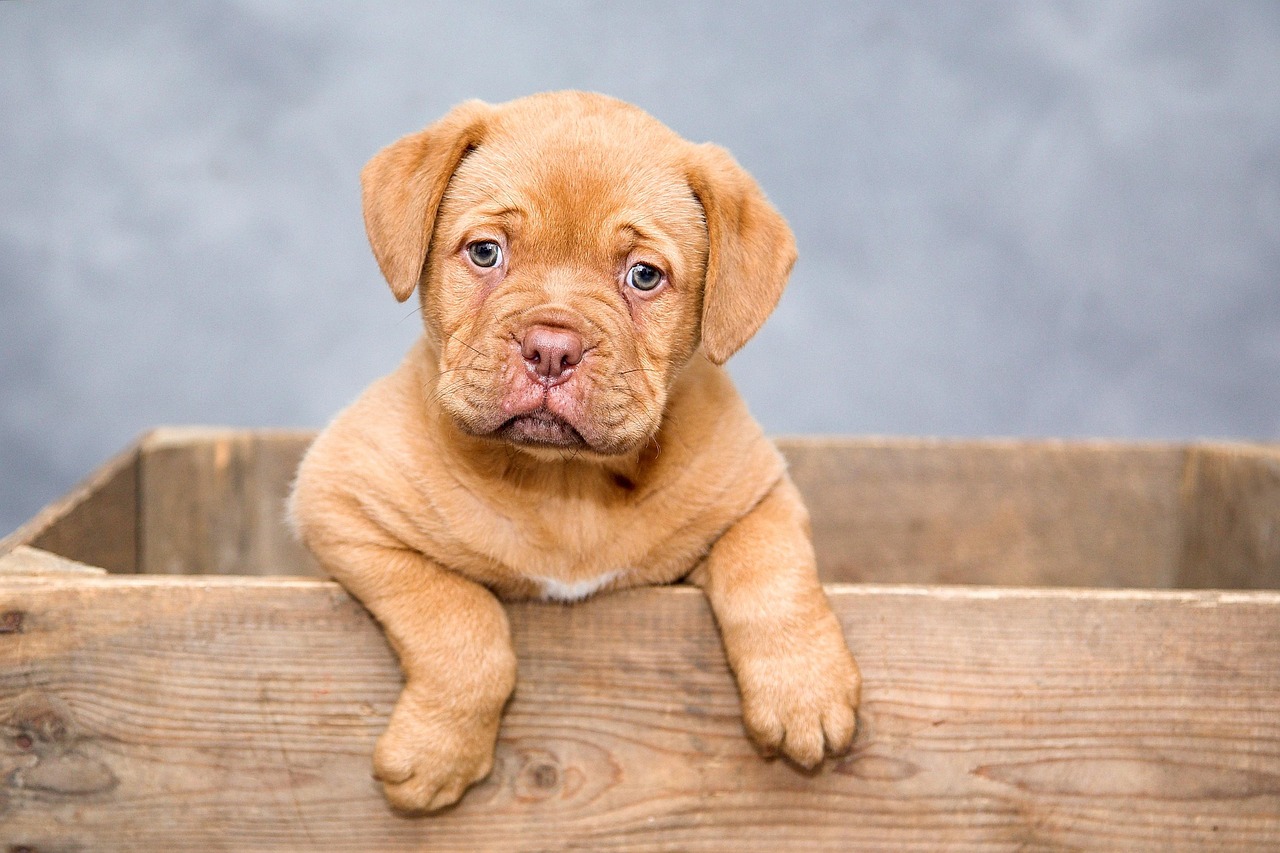 Veterinary Care
